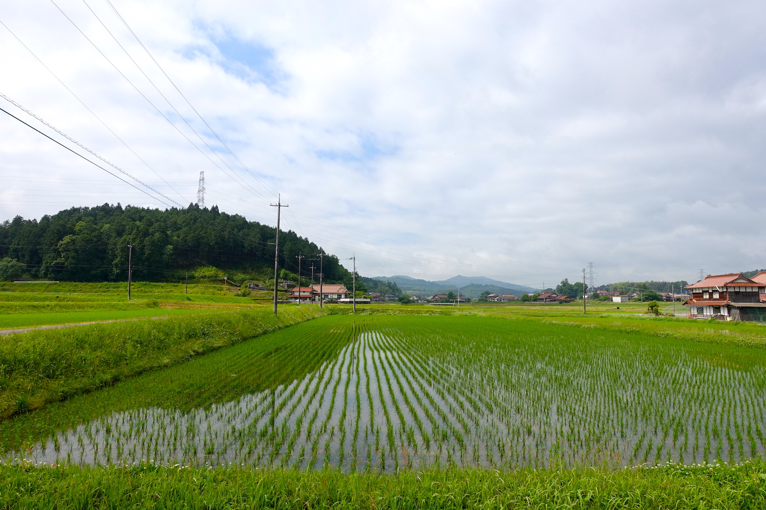 関東近郊で田植え体験ができるところ８選