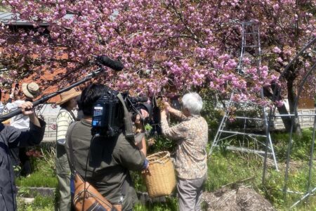 【メディアOA】おばあちゃんの「笑顔」と「桜」がつなぐ縁｜広島テレビ テレビ派（2024年5月13日）